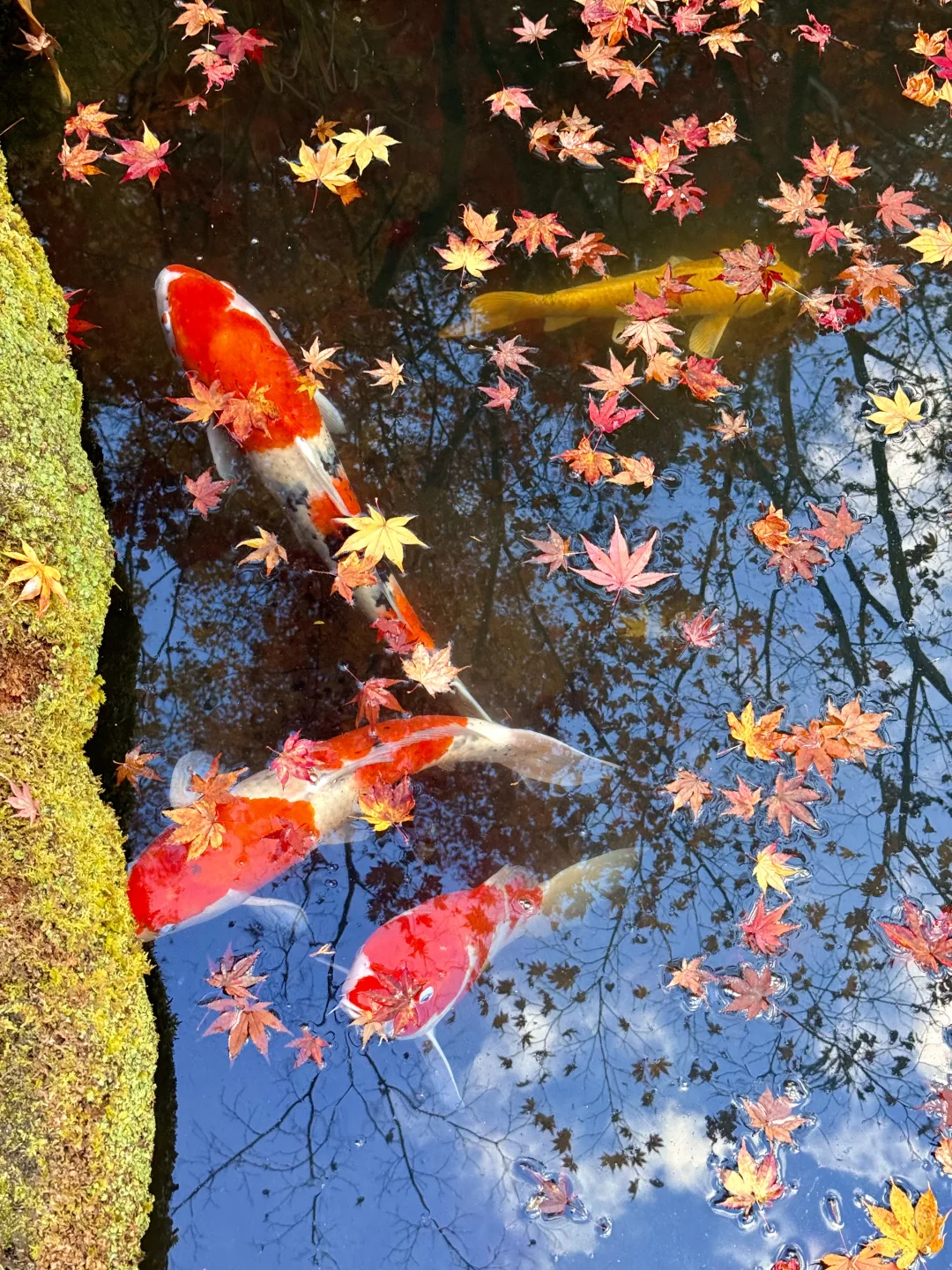 16张live图感受下京都的秋天有多美🍁