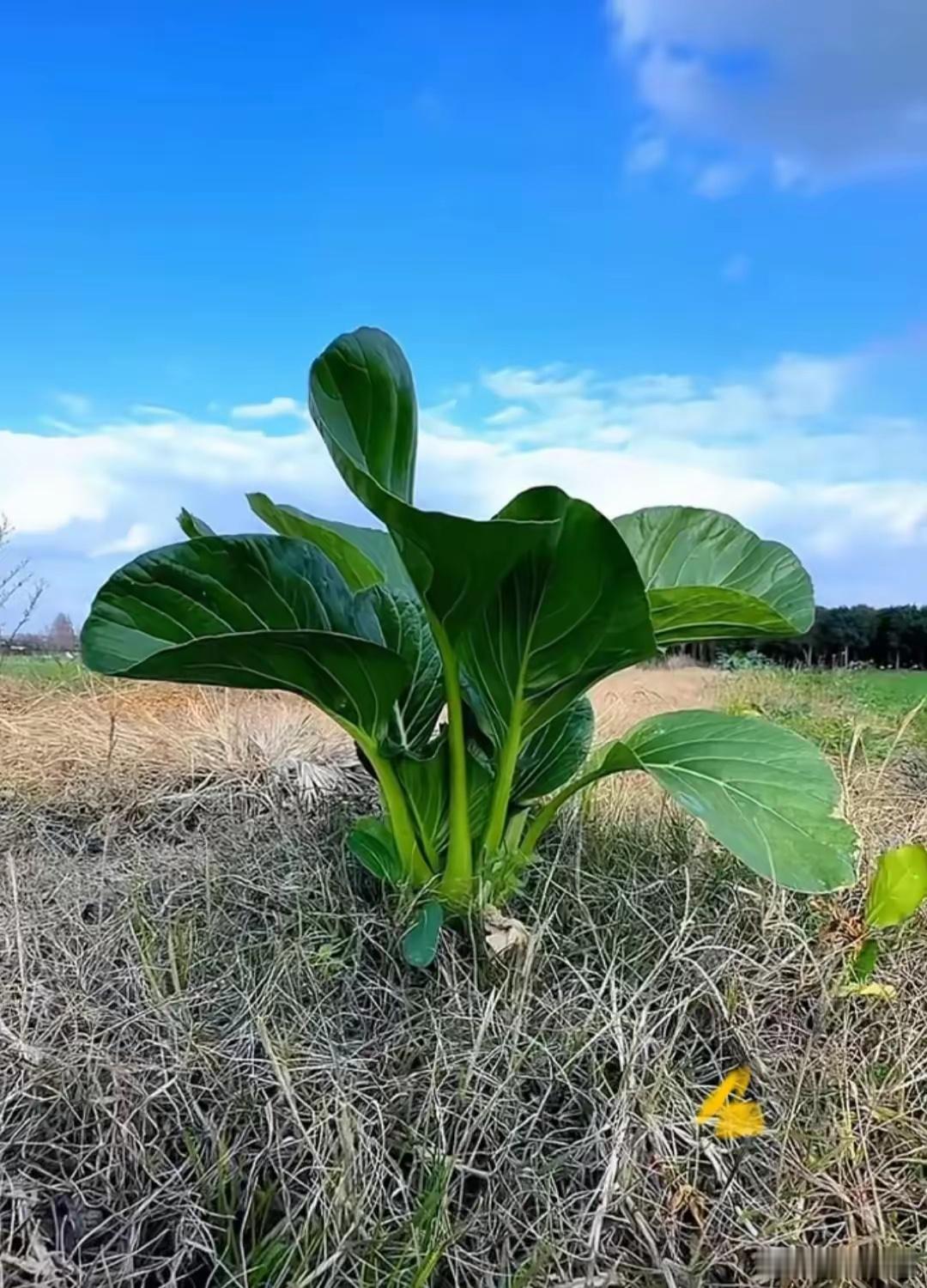 河滩荒野，一棵落单的白菜。[并不简单] 