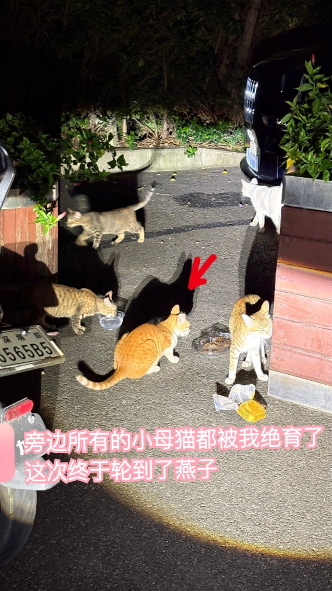 绝育的小母猫大军又增加了一个燕子。。流浪猫