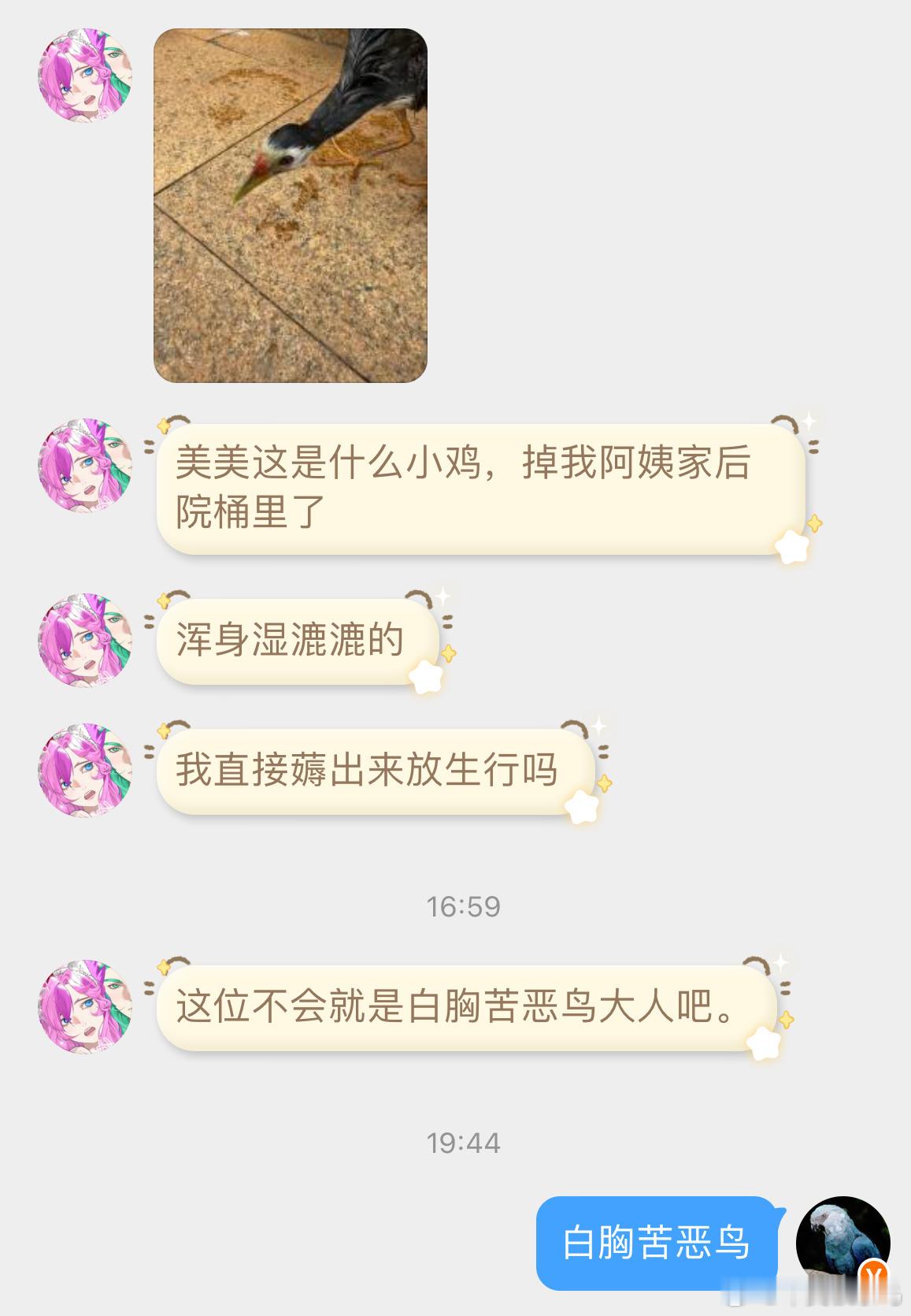 鸟粉投稿 掉水桶里的【白胸苦恶鸟】带到外面顺利放走了～ 