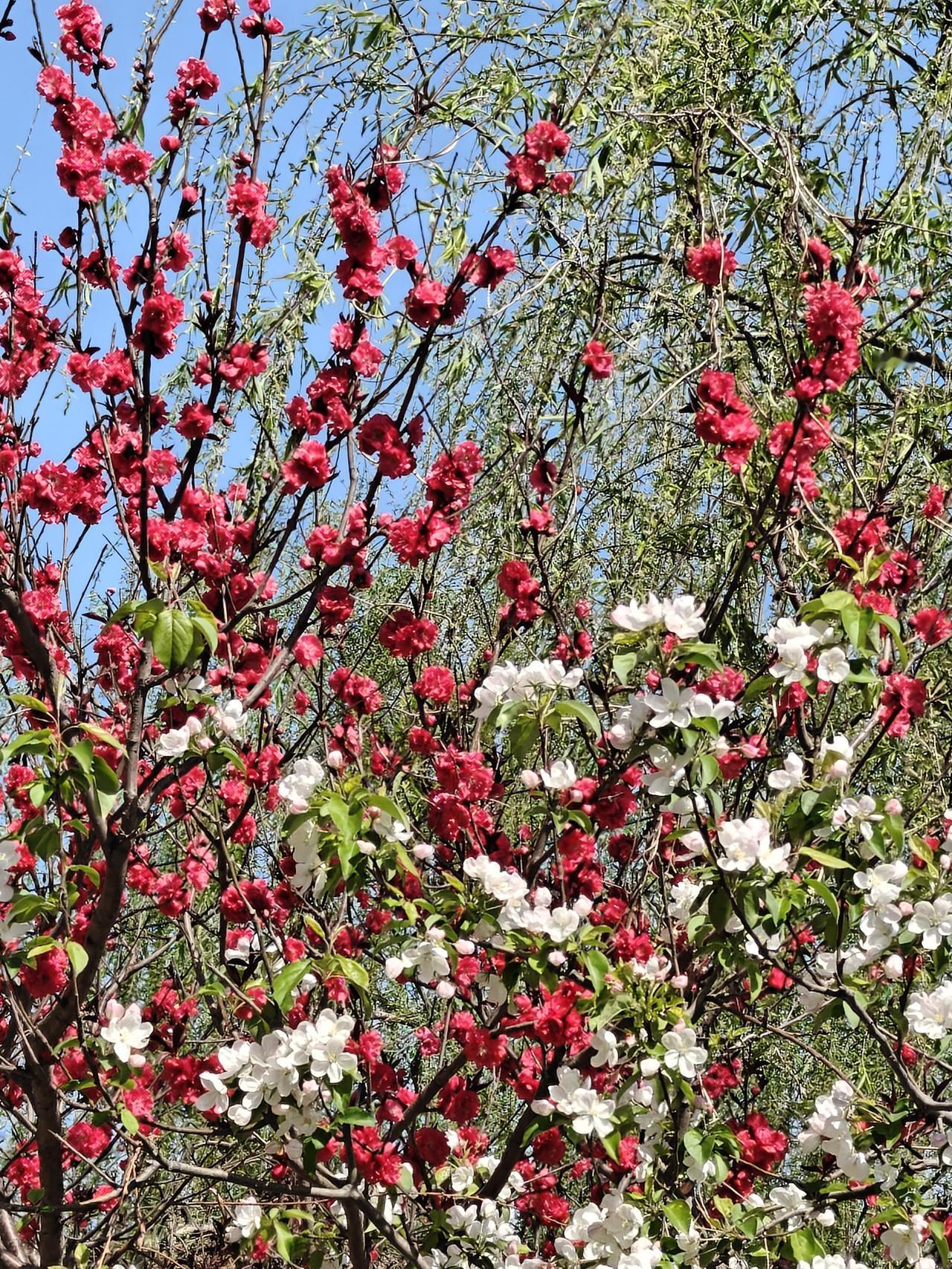雨下了一夜，真是“随风潜入夜，润物细无声”，雨后的花草愈发润泽。下午去公园散步，