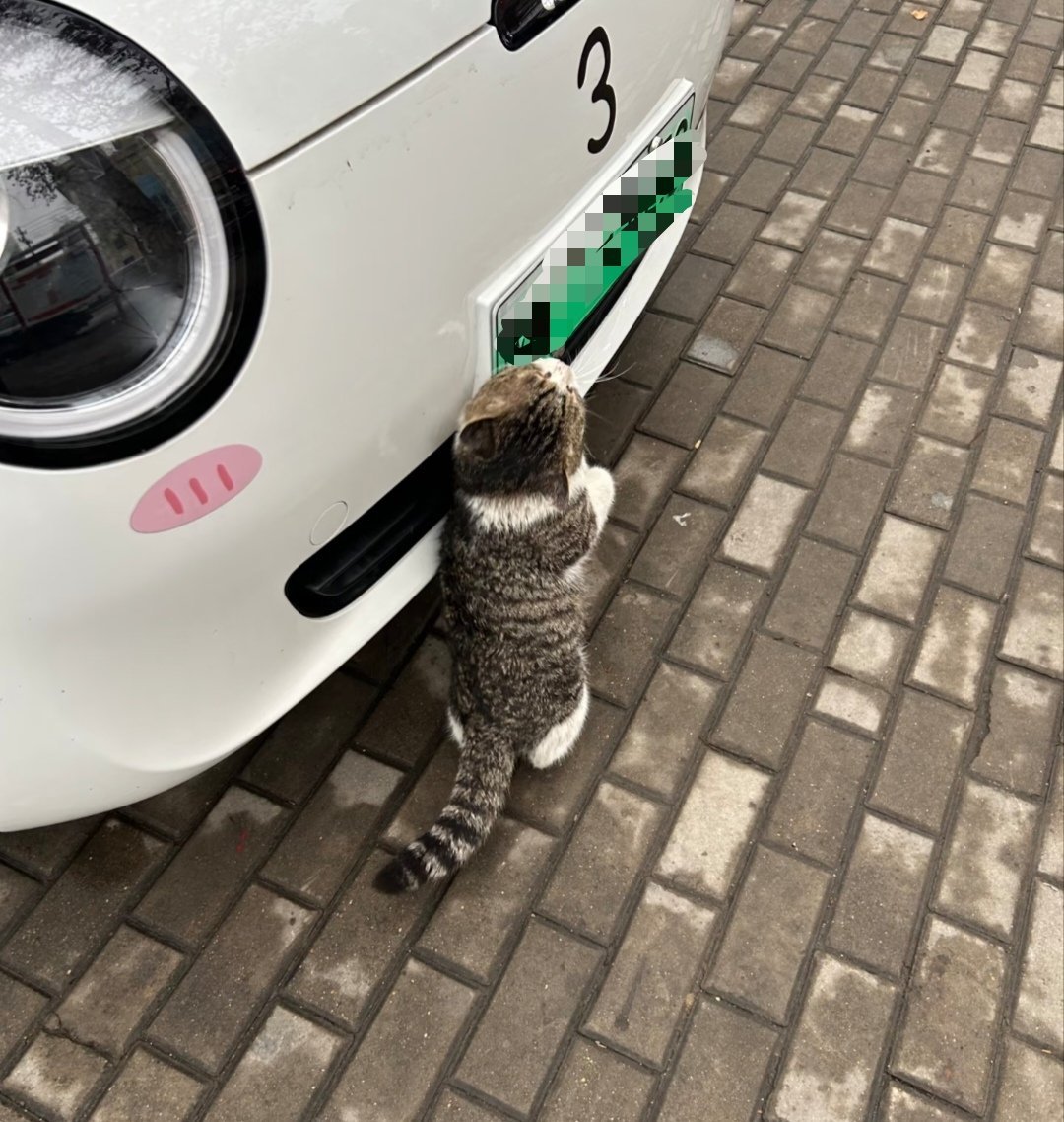和闺蜜聚餐，出来时看到一只小猫在和她的车贴贴。闺蜜先是“别说，它们还挺可爱的。”