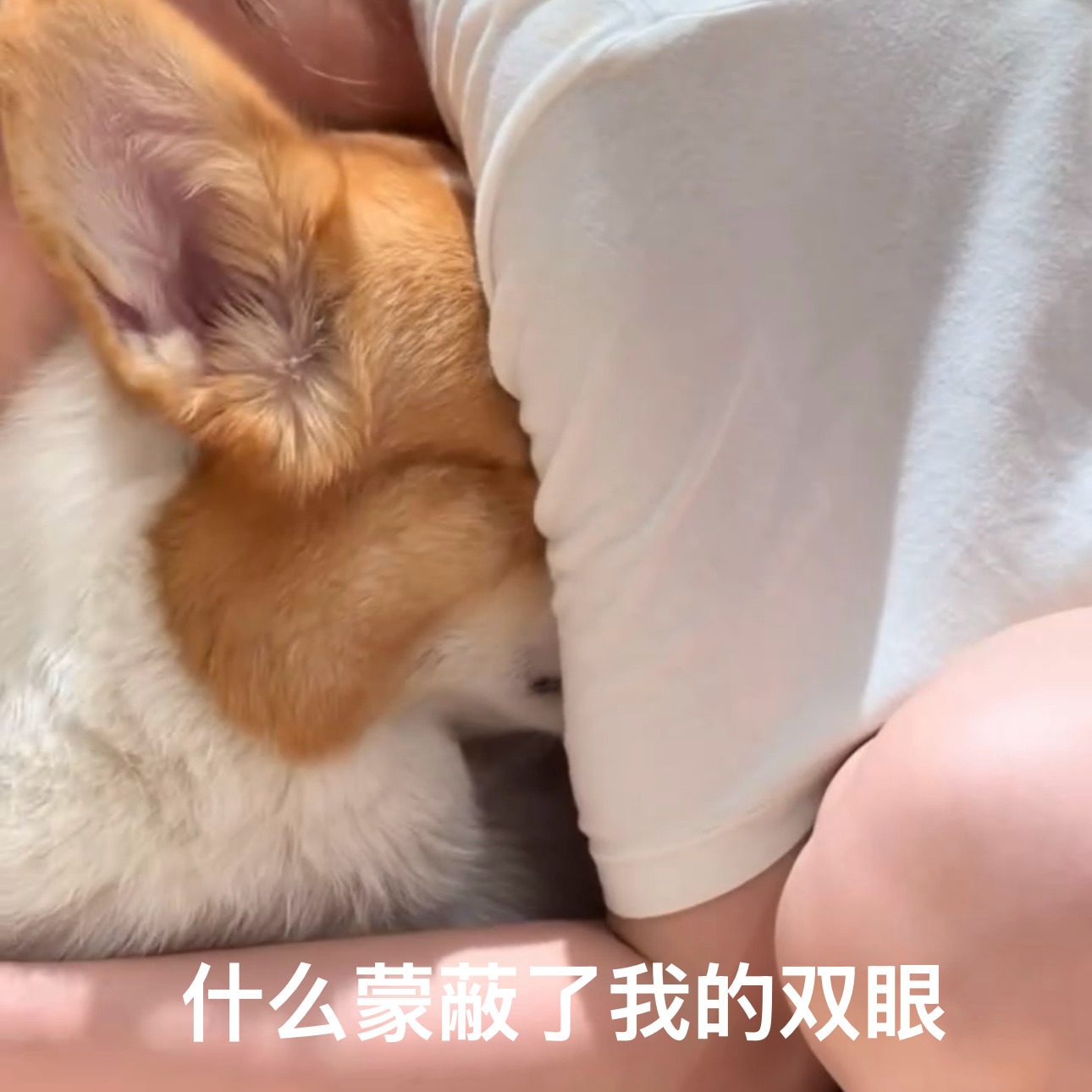 分享图片 