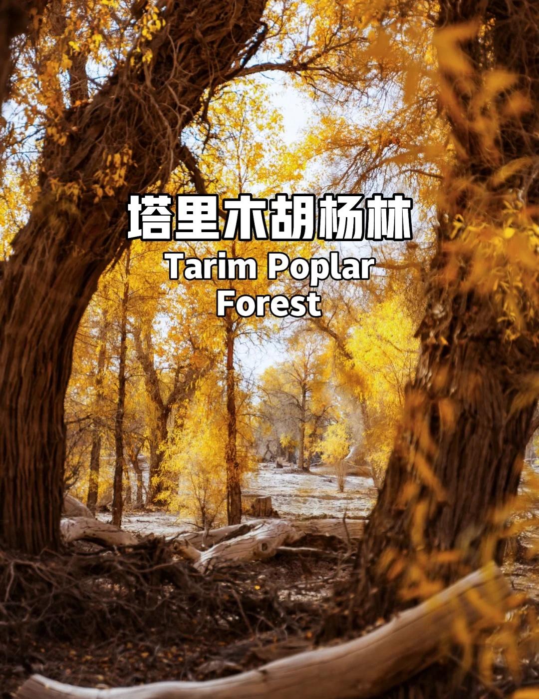 🌟千年胡杨林炸裂黄！自驾穿越金色天堂
📍地址：新疆轮台县塔里木胡杨林
⏰最佳