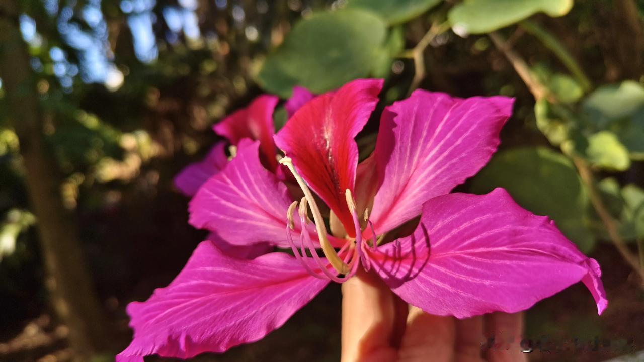 花间一抹红，映照碧玉容。随手一拍阳光下的紫荆花[爱慕]