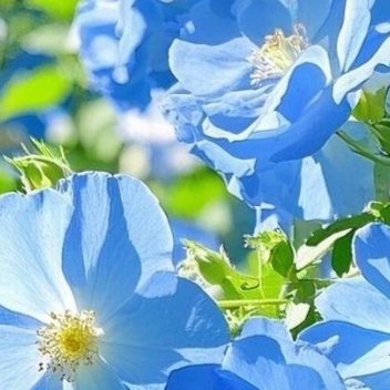 阳光信用 用心热爱世间万物，不必有所偏爱。未来无法预知，认真活在当下就是最好的选
