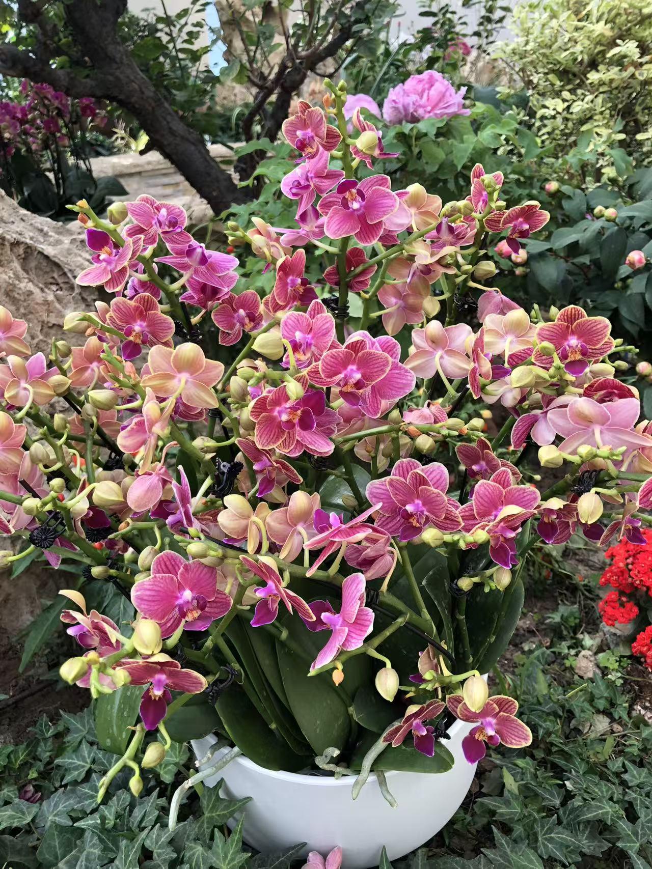 晒图笔记大赛景山公园的蝴蝶兰格外漂亮