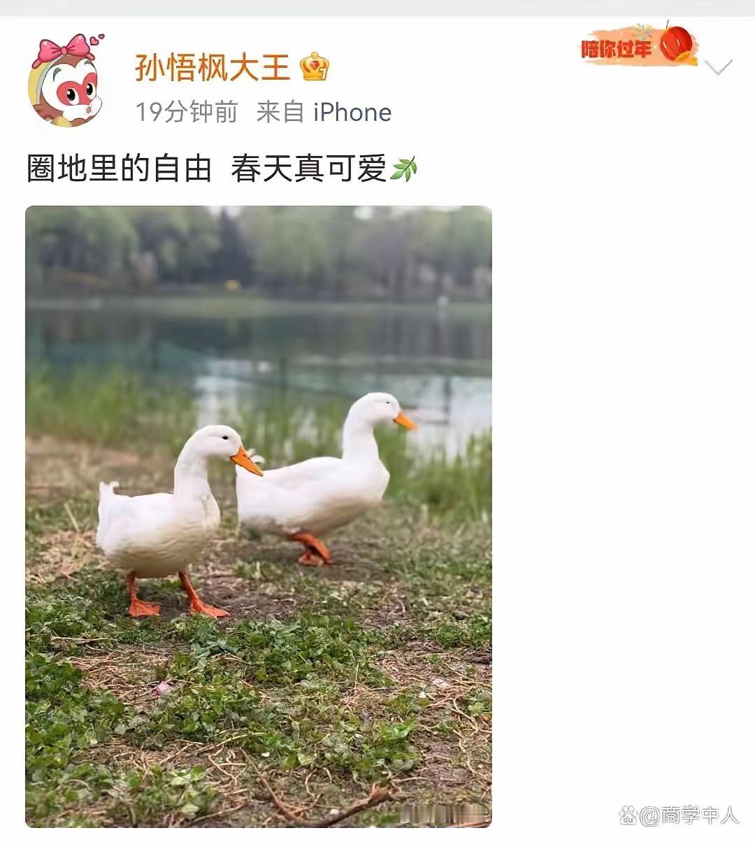 秦枫又发帖子了