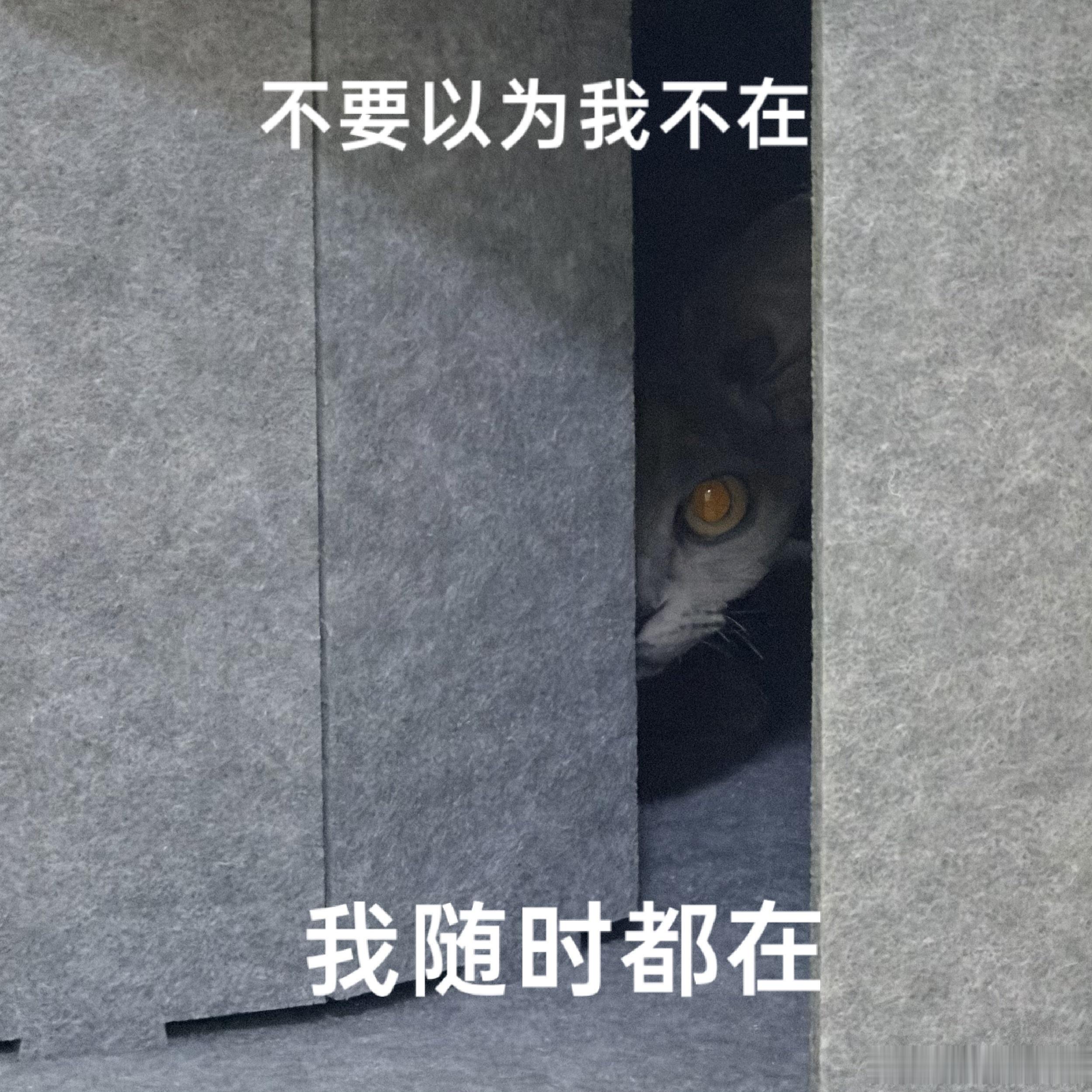 家里有猫，每天都能做表情包拍完照片，配文就自己往外冒大金子状态电竞大金子
