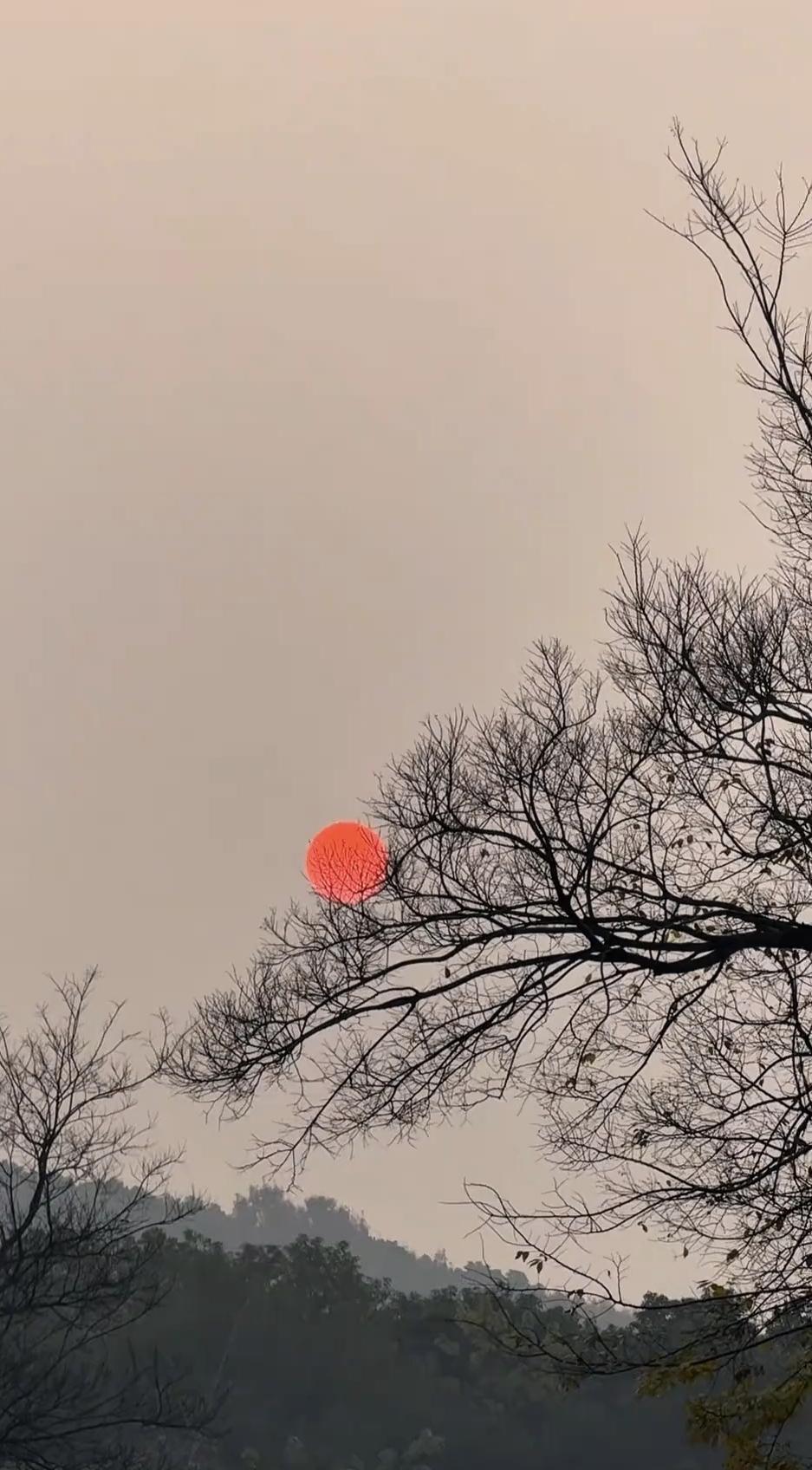 寒枝疏影锁残阳，一点丹红透骨香。
莫道冬林无画意，虬枝托日入苍茫。
人生最大的幸