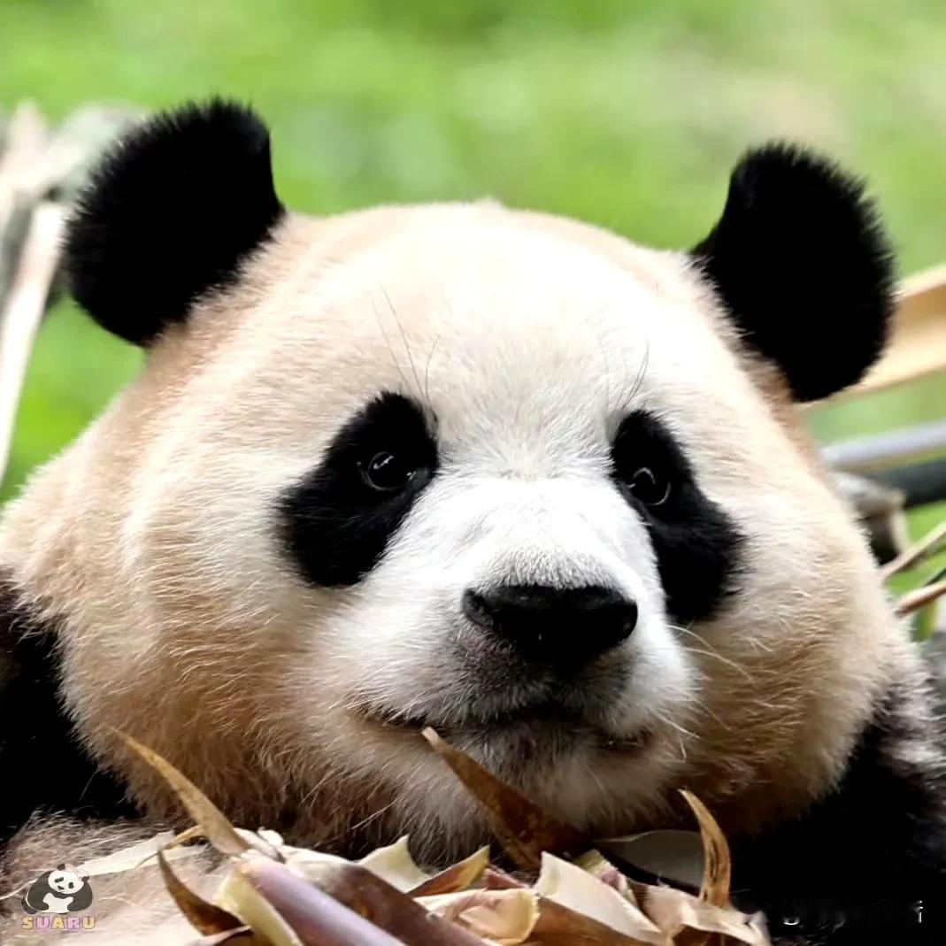 从不同人的地方转来的福宝的大饼脸以及她以前的照片。


我突然间感觉有的时候可能