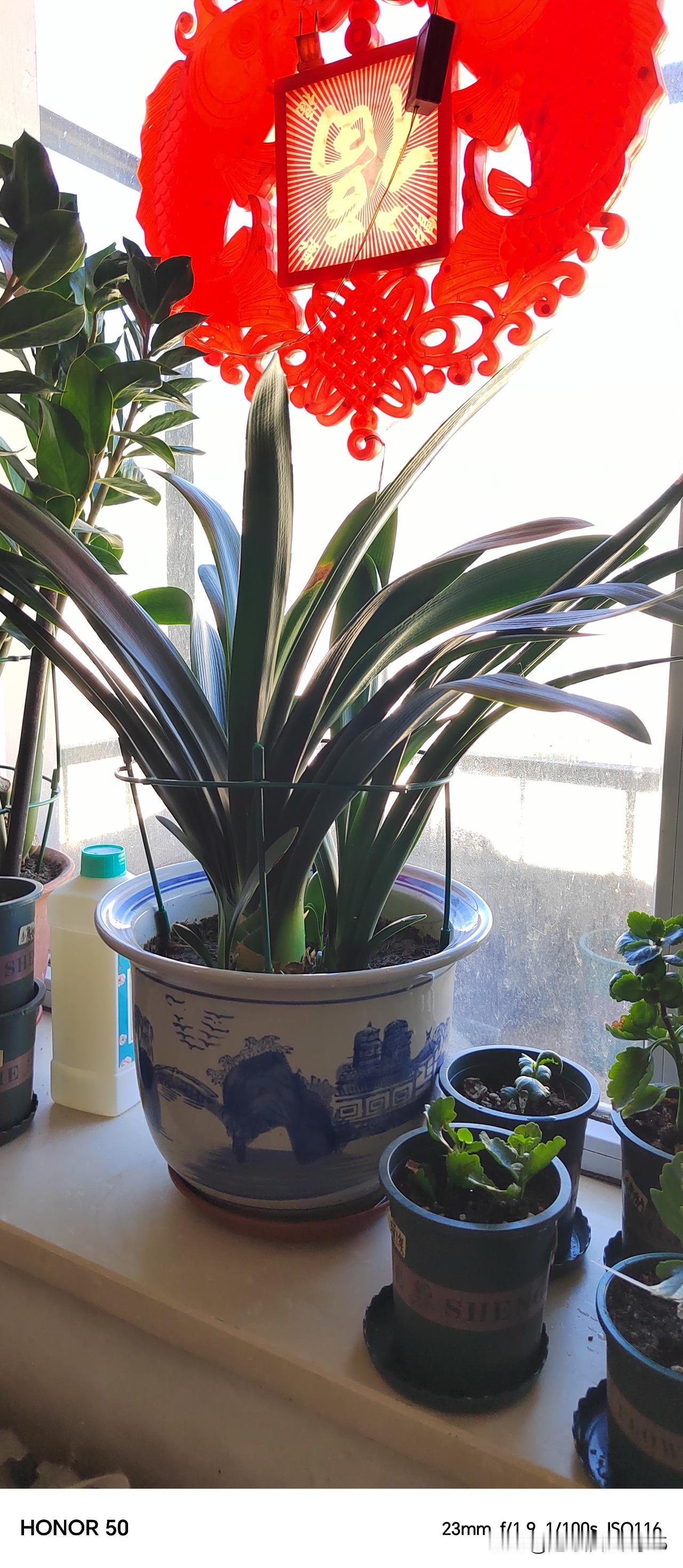 一下子老娘走了，他需要慢慢适应没娘的失落感，这种无助的失落想要从知心爱人明月老师