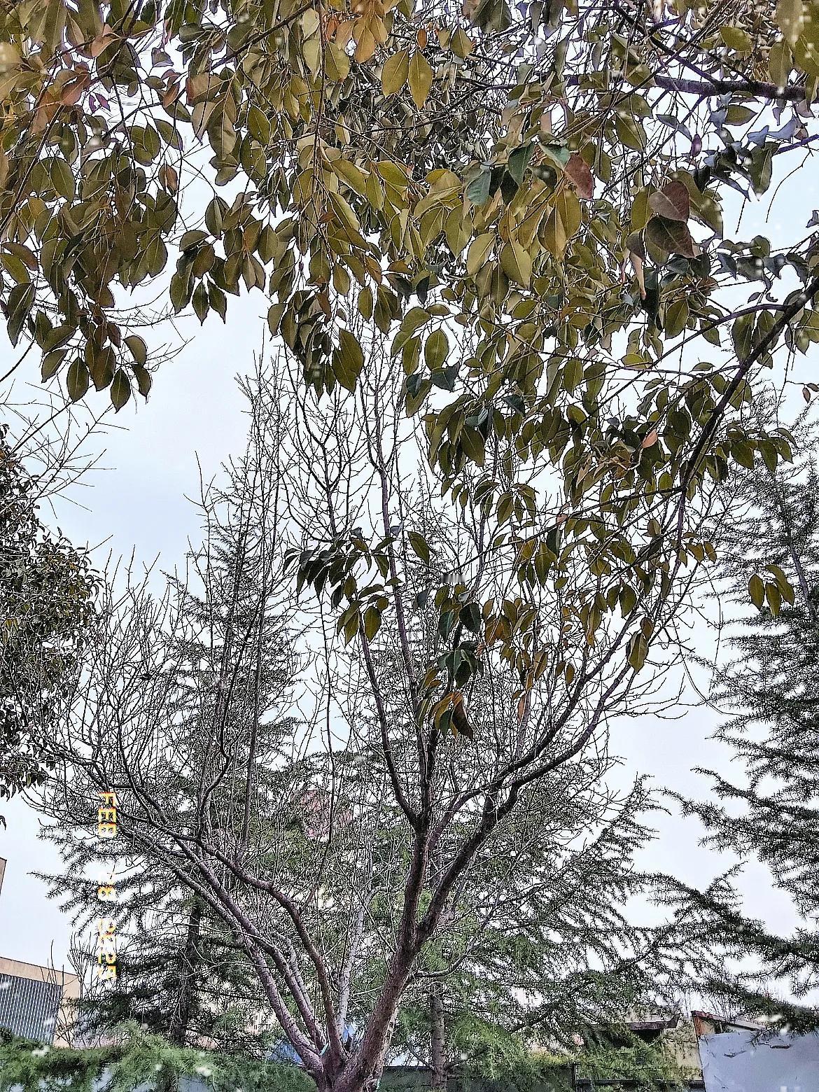 春日生活打卡季，阳光明媚风和日丽，树欲静而风不止，等待你的好消息，春的气息扑面而