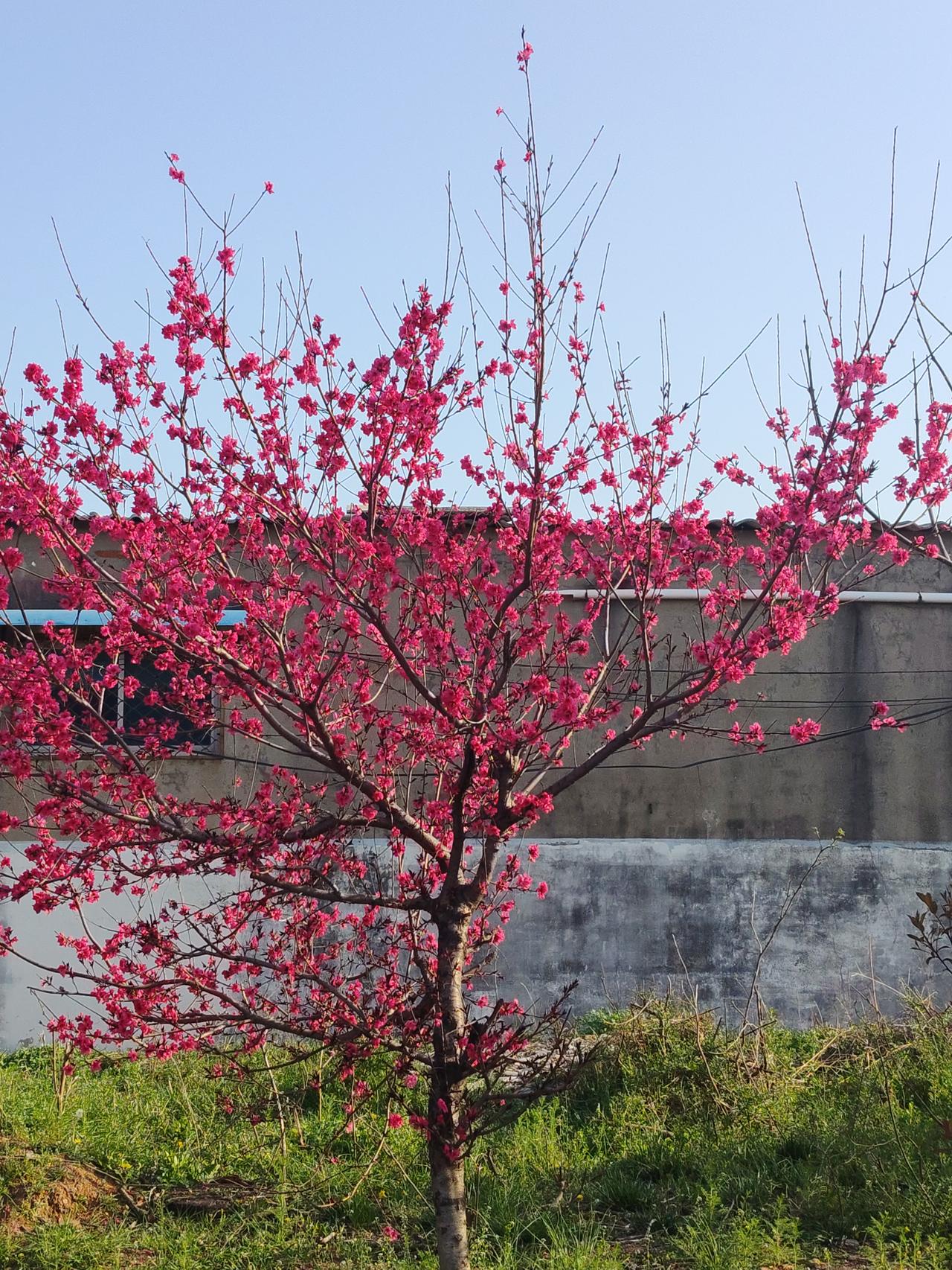家人们快看！这棵桃花树也太绝了吧！
春天一到直接开成了满树红霞，粉艳艳的花团锦簇