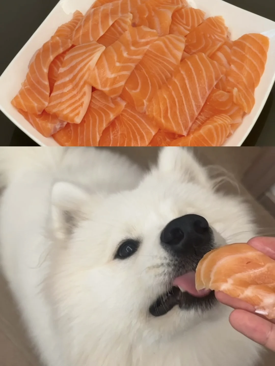 给三文鱼吃小狗被家里人批评了