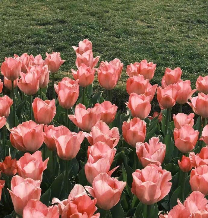 𝙎𝙥𝙧𝙞𝙣𝙜 🌷🌿𓈒𓂂“祝你千千万万次盛放。别辜负这个春天。