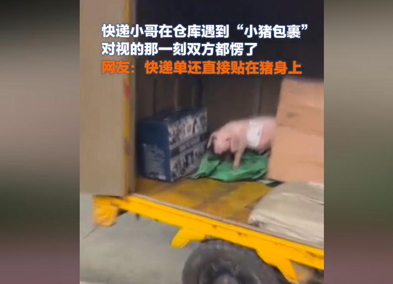 “小猪包裹？”快递小哥在仓库偶遇一只小猪，双方对视的那一刻都愣住了，最关键的还是