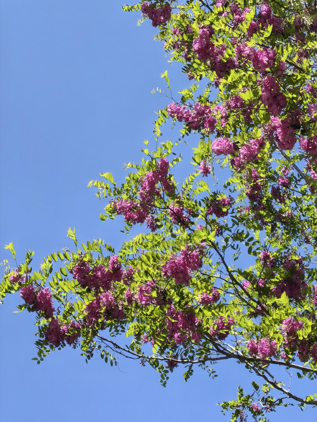 悦景公园的紫槐花开了
紫槐花有什么寓意？紫槐花寓意丰富，主要包括：
- 爱情与思