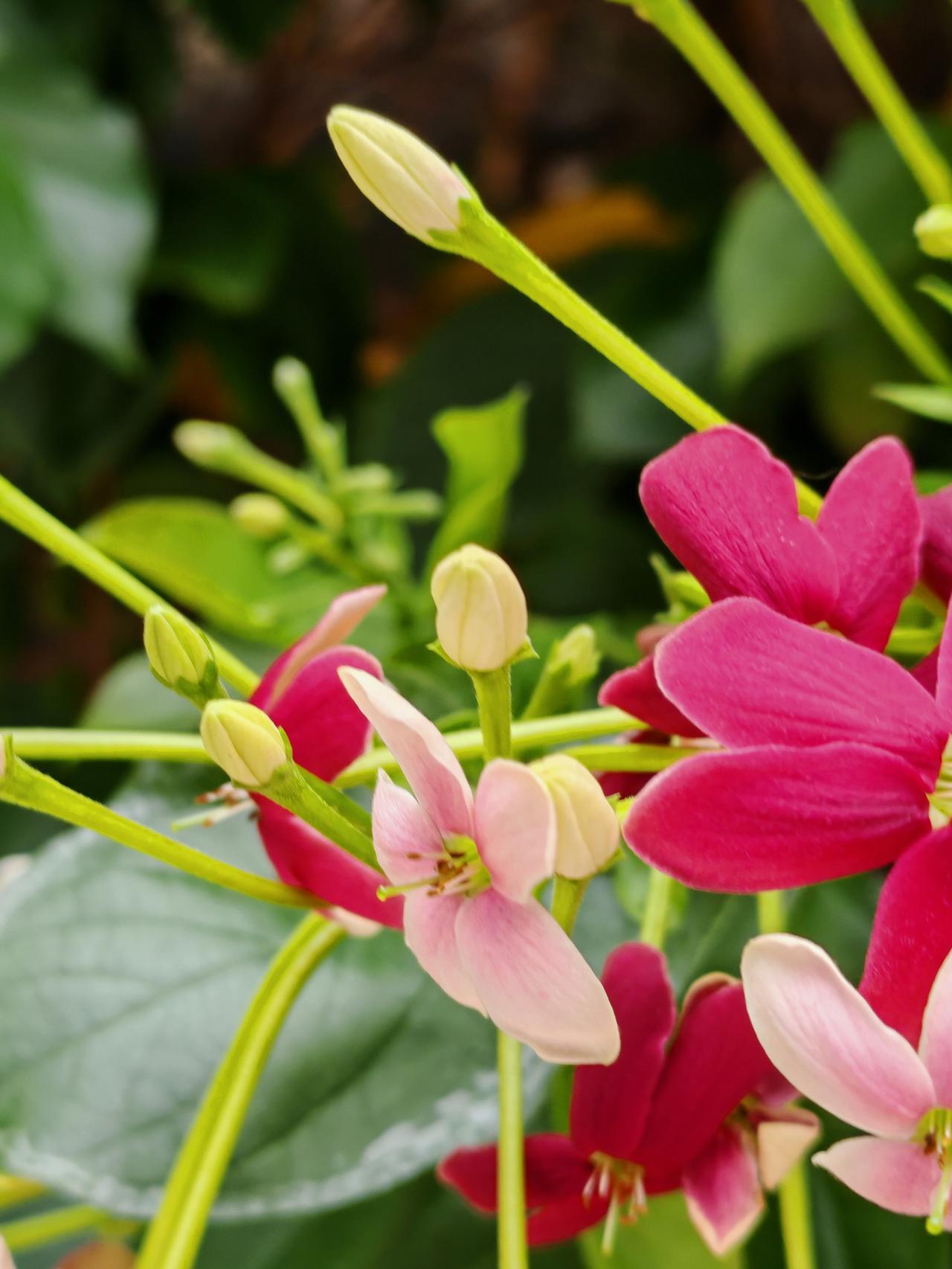分享一张你最近拍的花