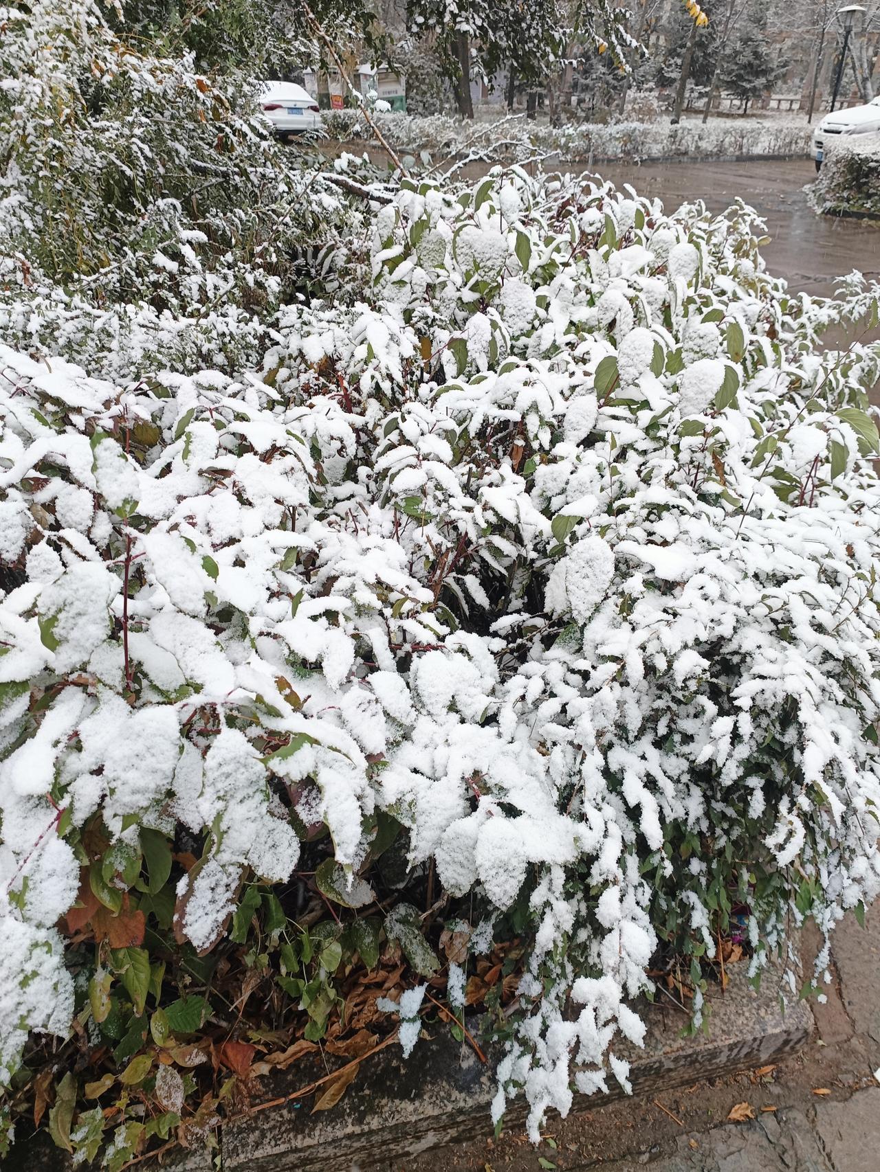 晒一张手机最美的雪景照