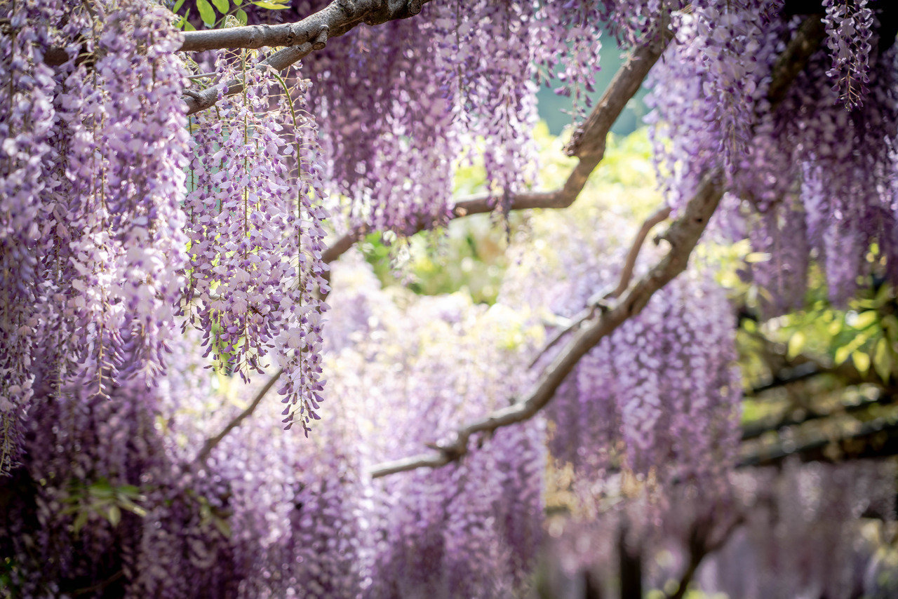 秦观《好事近 梦中作》“春路雨添花，花动一山春色。行到小溪深处，有黄鹂千百；飞云