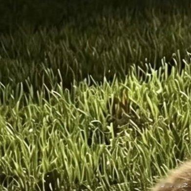 这猫怎么掉色？ 