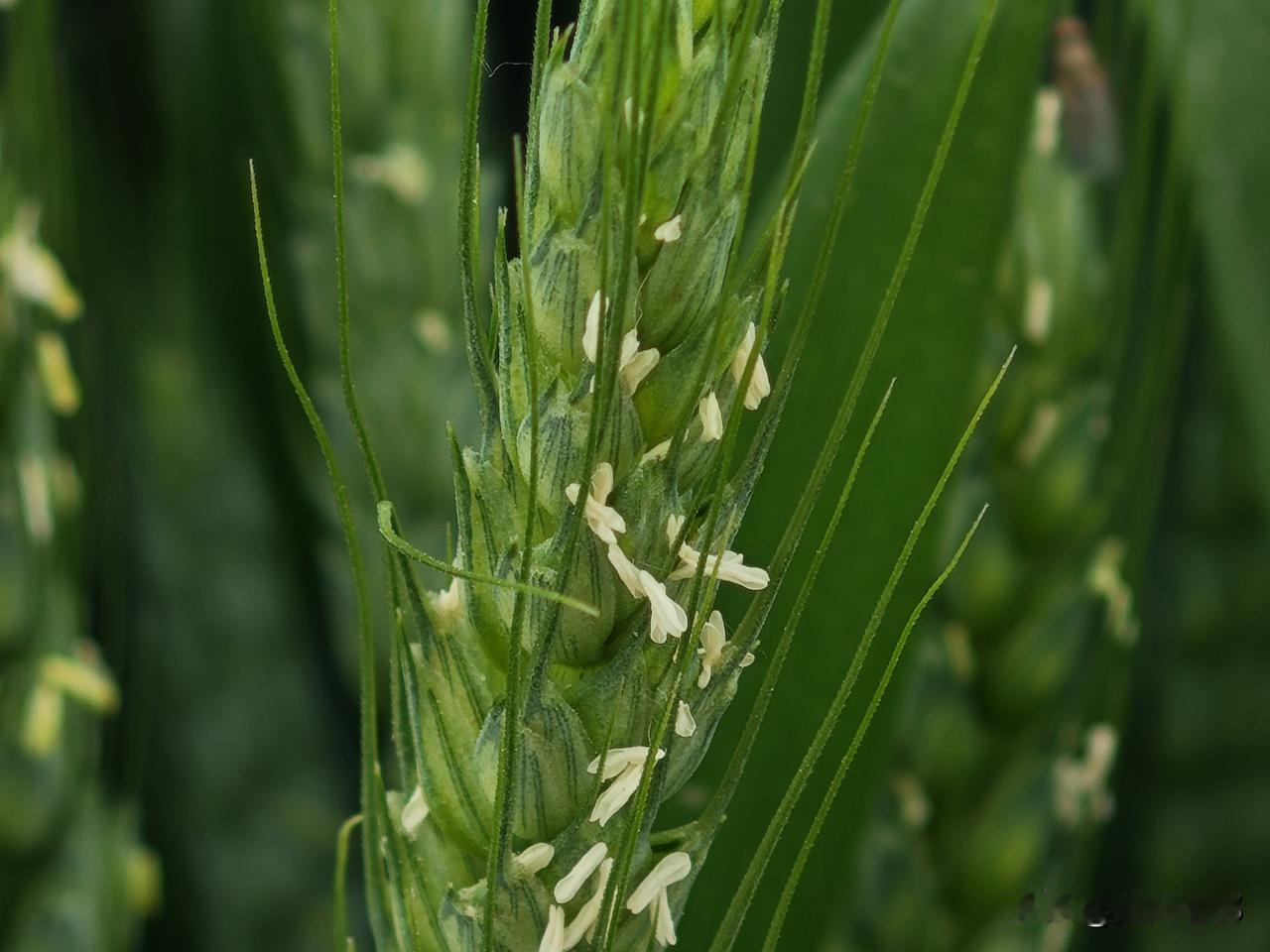 上面写了一篇有关董某辉，就是一位网红卖货的，没必要过分的去神话，没有想到他的丈母