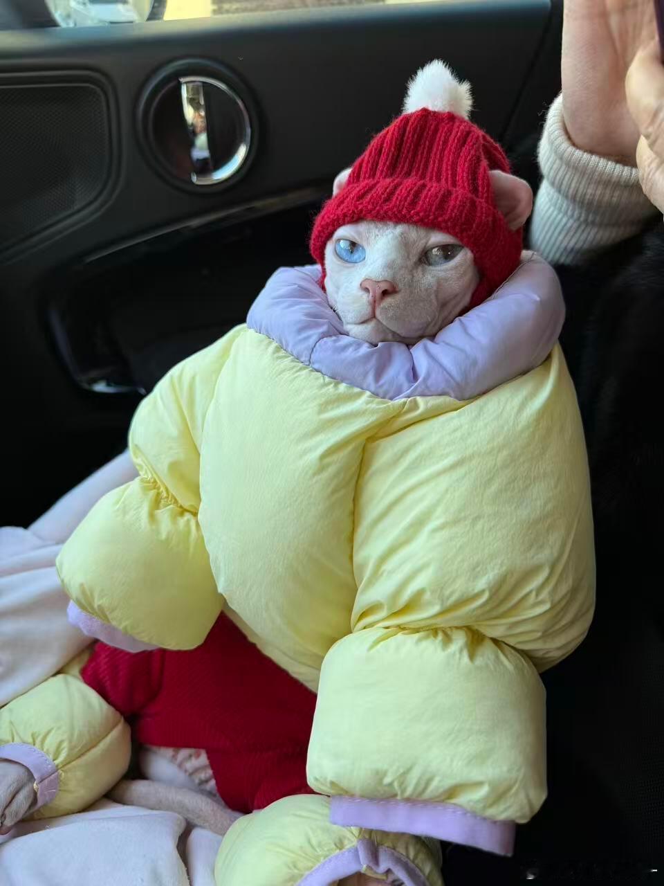 无毛猫怎么穿这么多