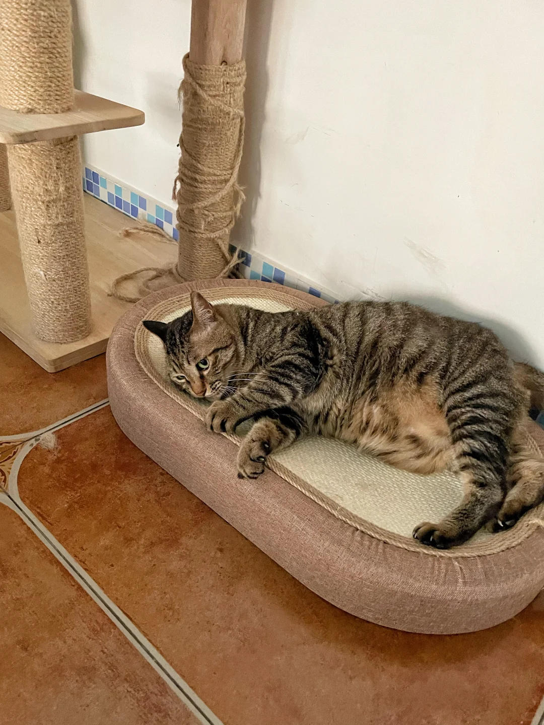 我不需要小猫养！赶快把老鼠拿走啊啊啊