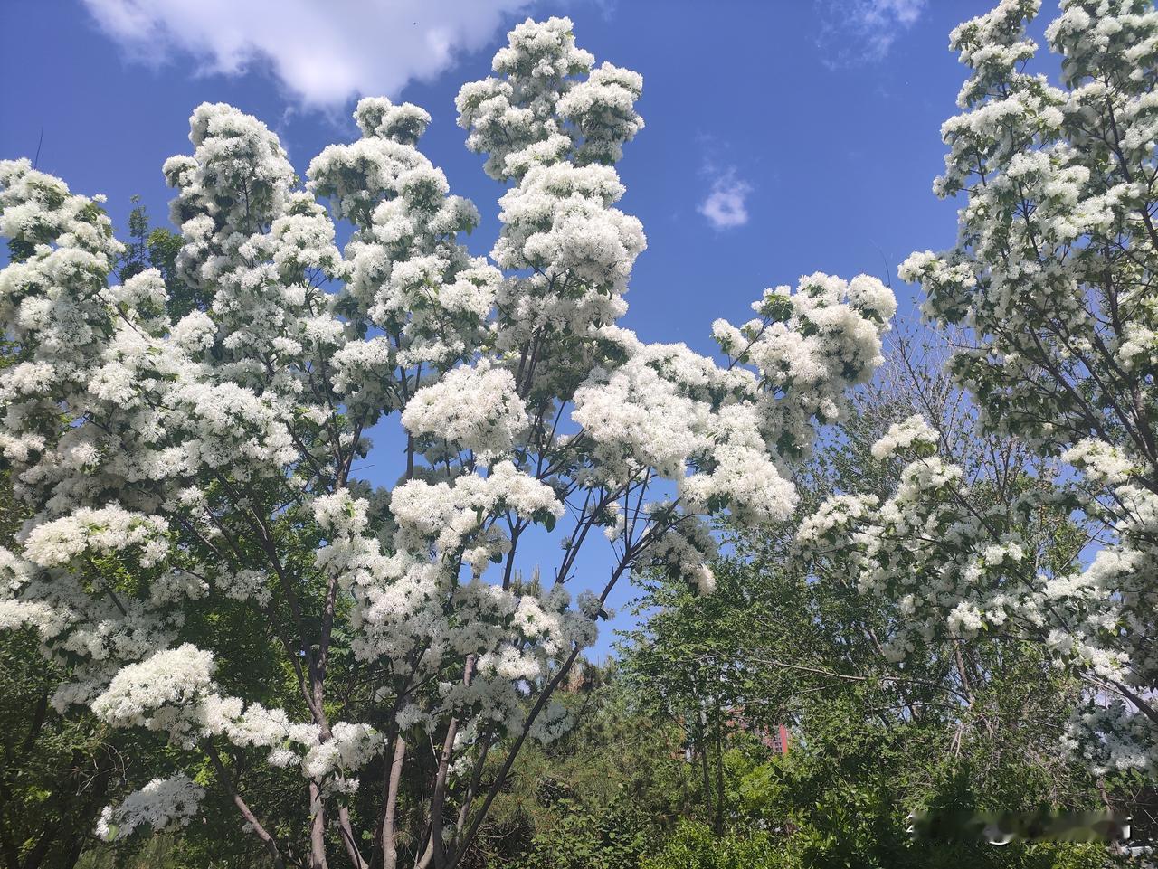 流苏树的花开得太动人了！团团簇簇的白花像春日里一场不化的雪，层层叠叠缀满枝头，在