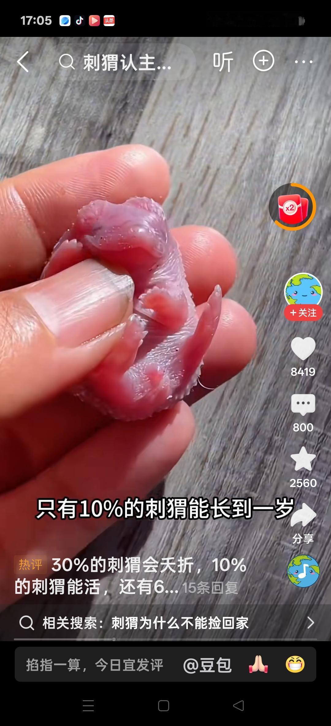 原来刺猬出生的时候没有刺，在出生后，身体才逐渐长出刺来。网友说：这东西全是瘦肉炒