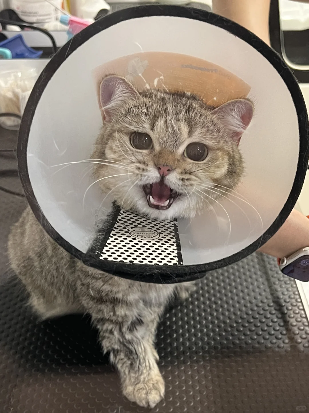 📢整天骂骂咧咧