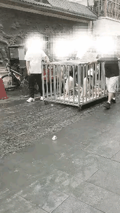 “女子与狗浸猪笼”博流量闹剧落幕，主犯被刑拘，9人全部落网！

 
为了区区流量