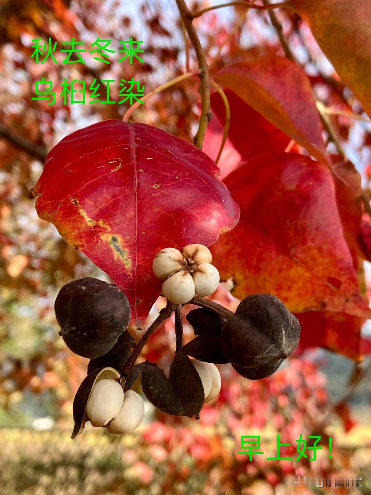 可以分享一张秋景树叶的的照片吗