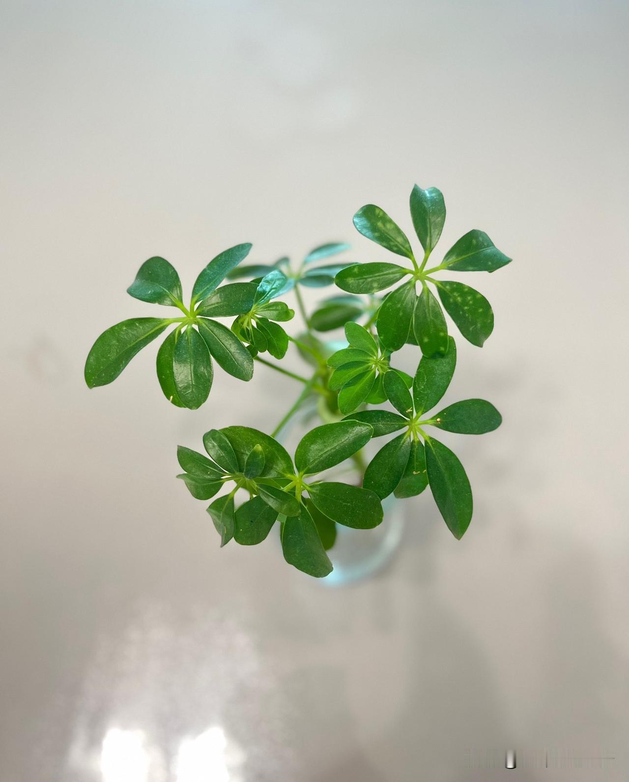 家中的绿植散发出蓬勃生机，给的空间带来了一份自然的宁静和舒适，让人心情愉悦。