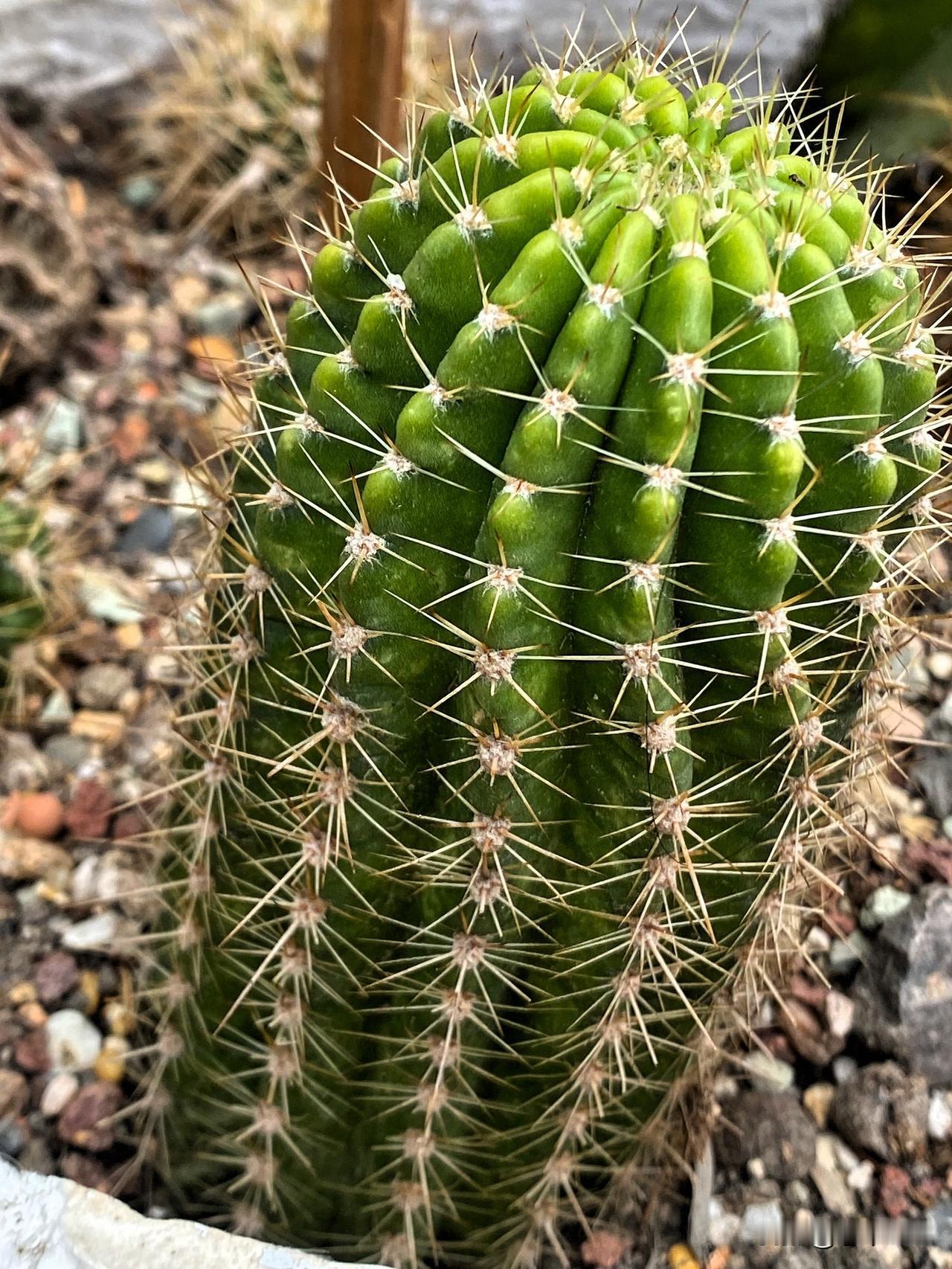 种在地里的仙人球，最近每天淋雨，长势喜人。
图1的毛花柱颜色很翠绿。
图2是银沙