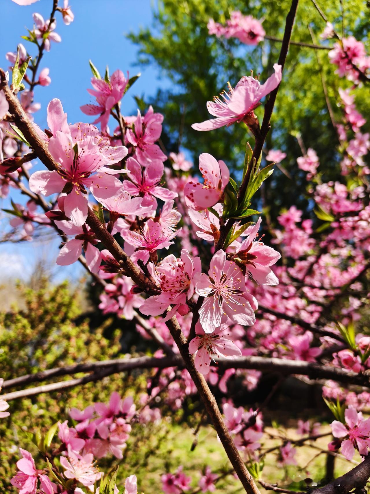 七绝·桃花
粉面轻舒笑暖风，千枝万朵竞玲珑。
春光最是多情处，尽在桃花一笑中。