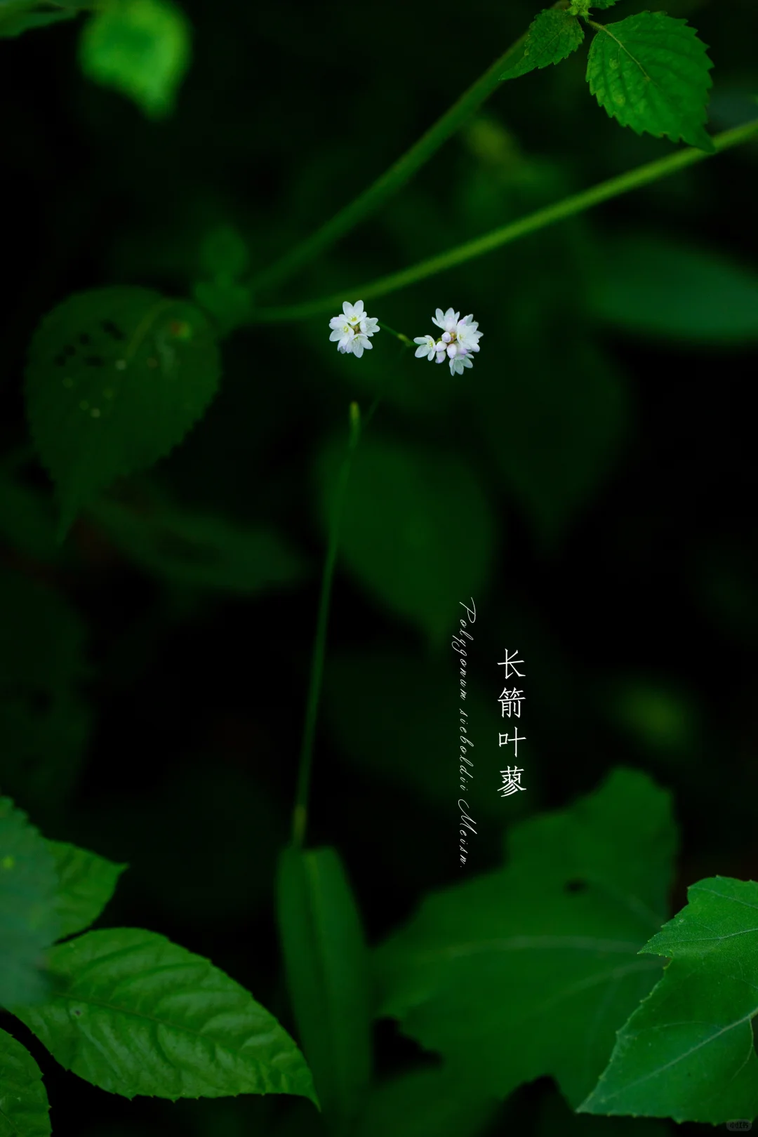 长箭叶蓼