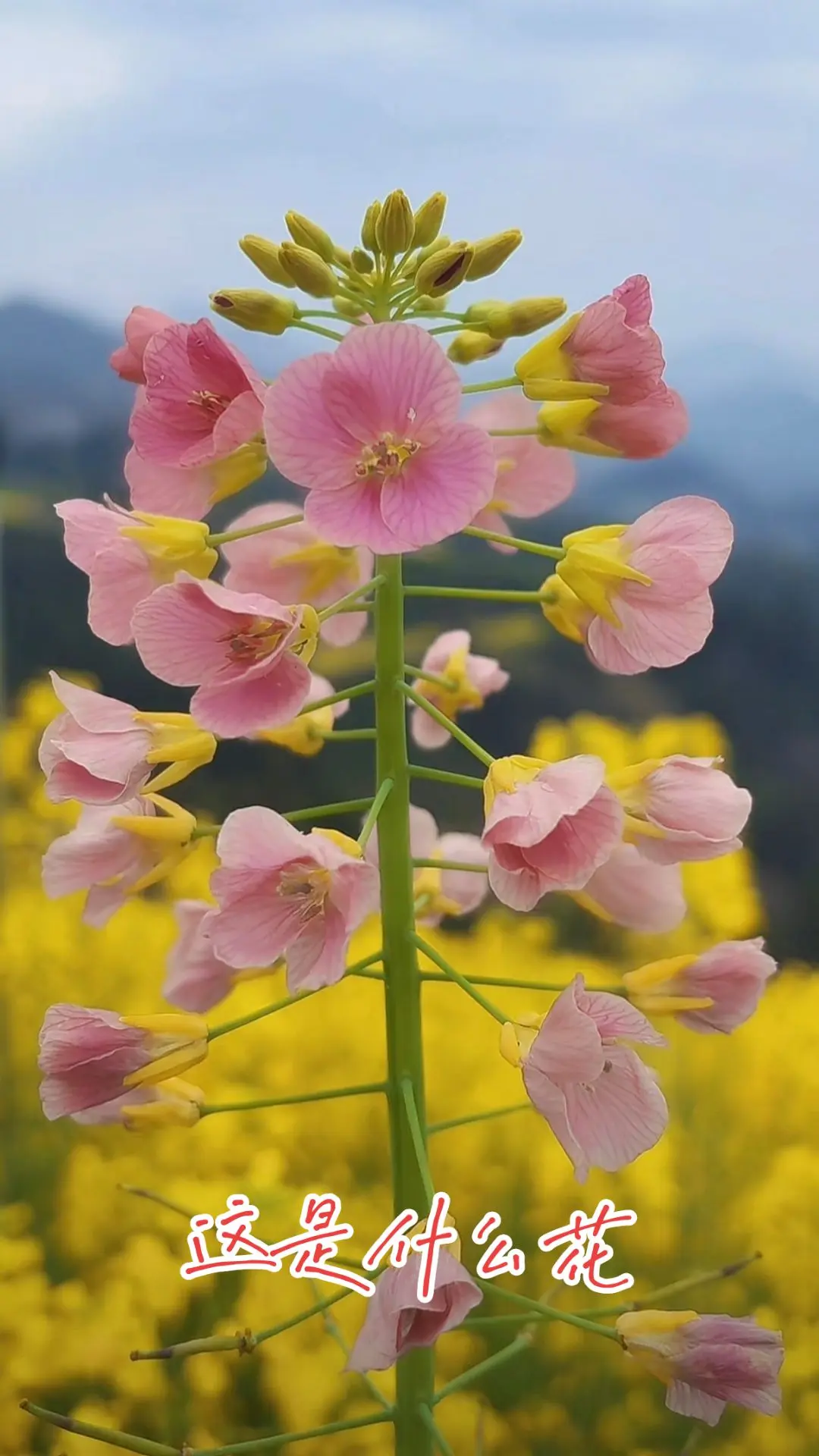 要不要一起去看油菜花？