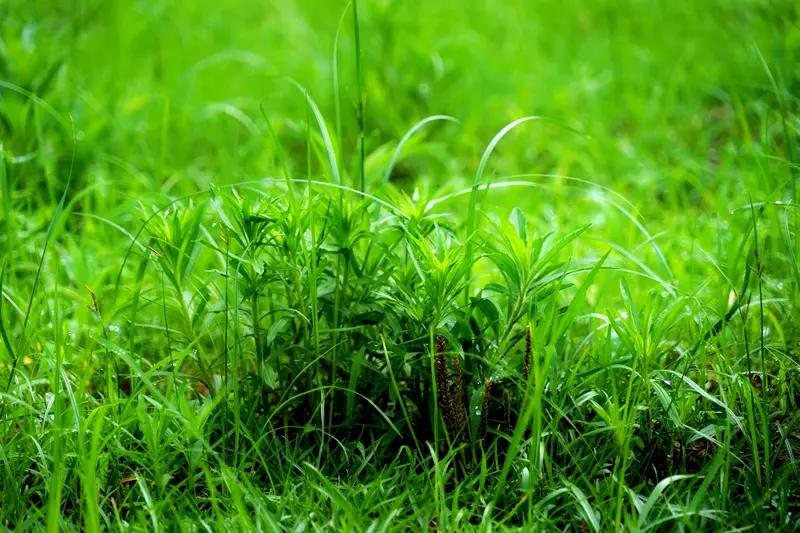 看到“细雨无声芳草绿”这个上联，瞬间就感觉诗意满满。这上联描绘出细雨悄然滋润，芳