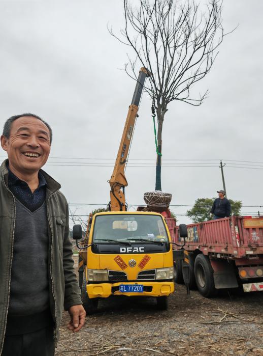 山东莘县古城镇，张超明的50亩栾树，一共挣了600多万。

张超明从2001年就