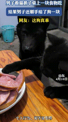 山东，一男子看猫咪抓了桌上一块食物吃，然后顺 手还给了站在一旁的狗狗一块，网友：