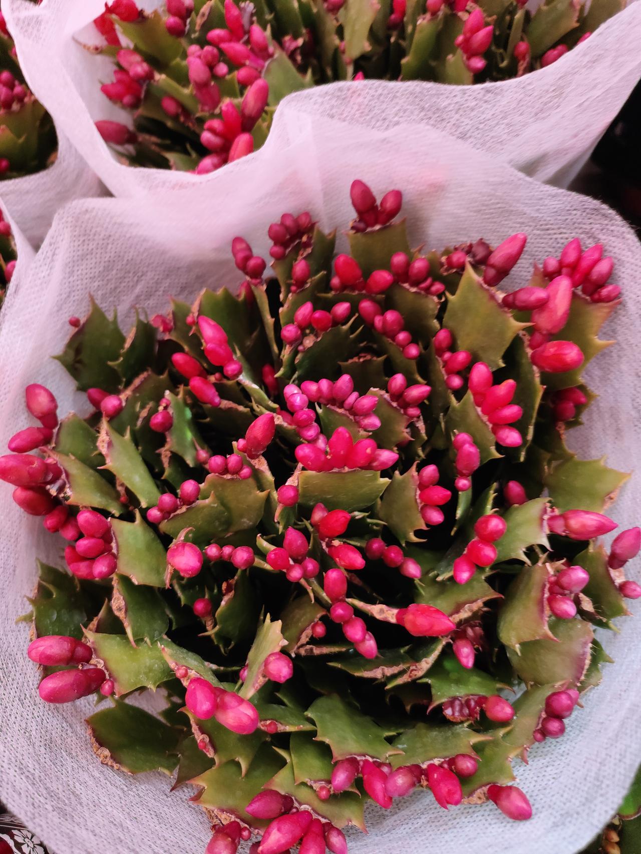 随手一拍都是生机。这满树的红苞芽，是春天最治愈的颜色。心情被这一抹艳丽治愈了，今