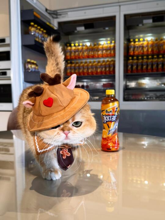 挑战全网最会喝冰红茶的猫❗️