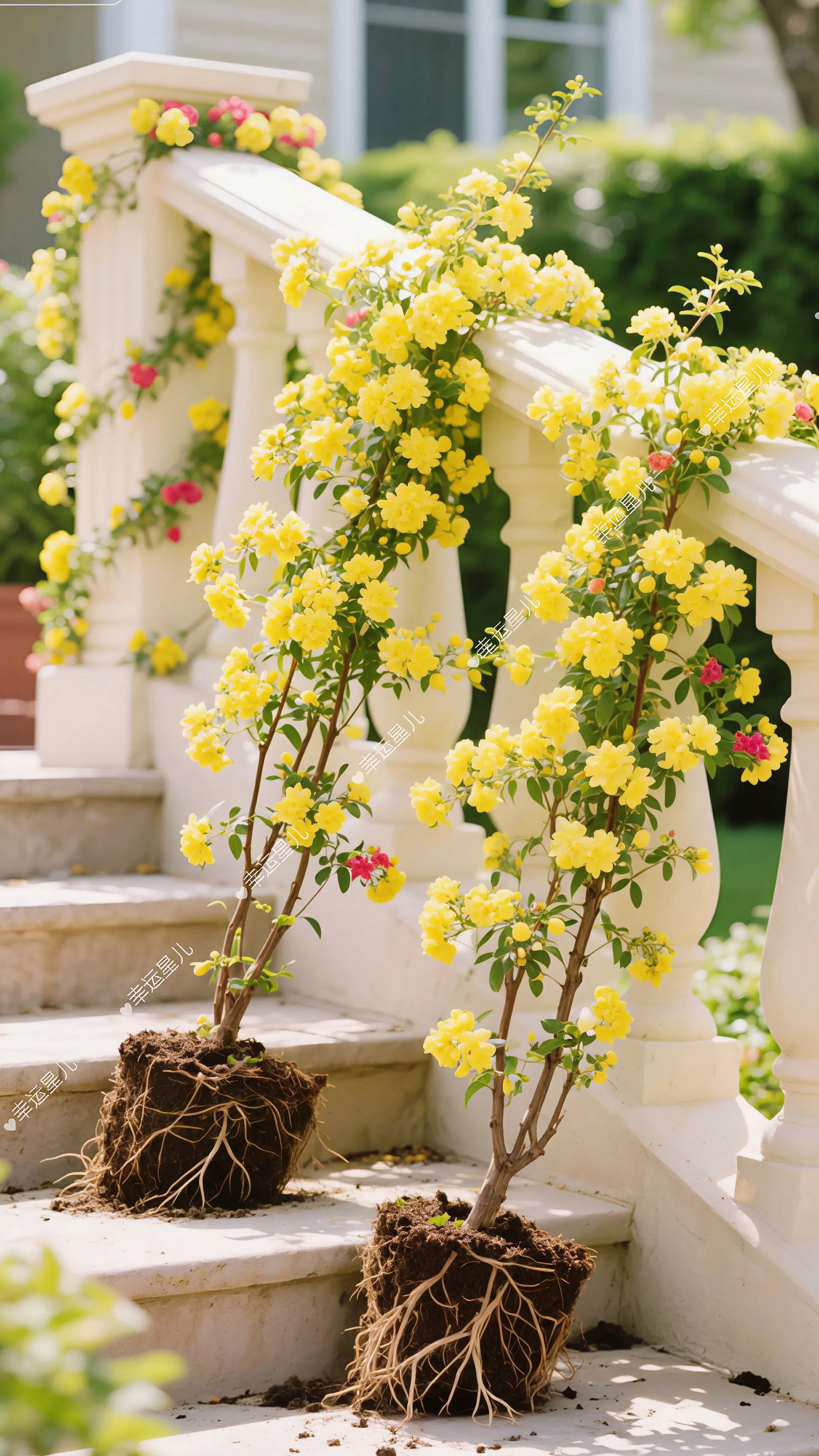 南北都能种的爬藤黄木香，长势迅猛，耐热又抗寒，对土壤不挑剔，花量惊人...
