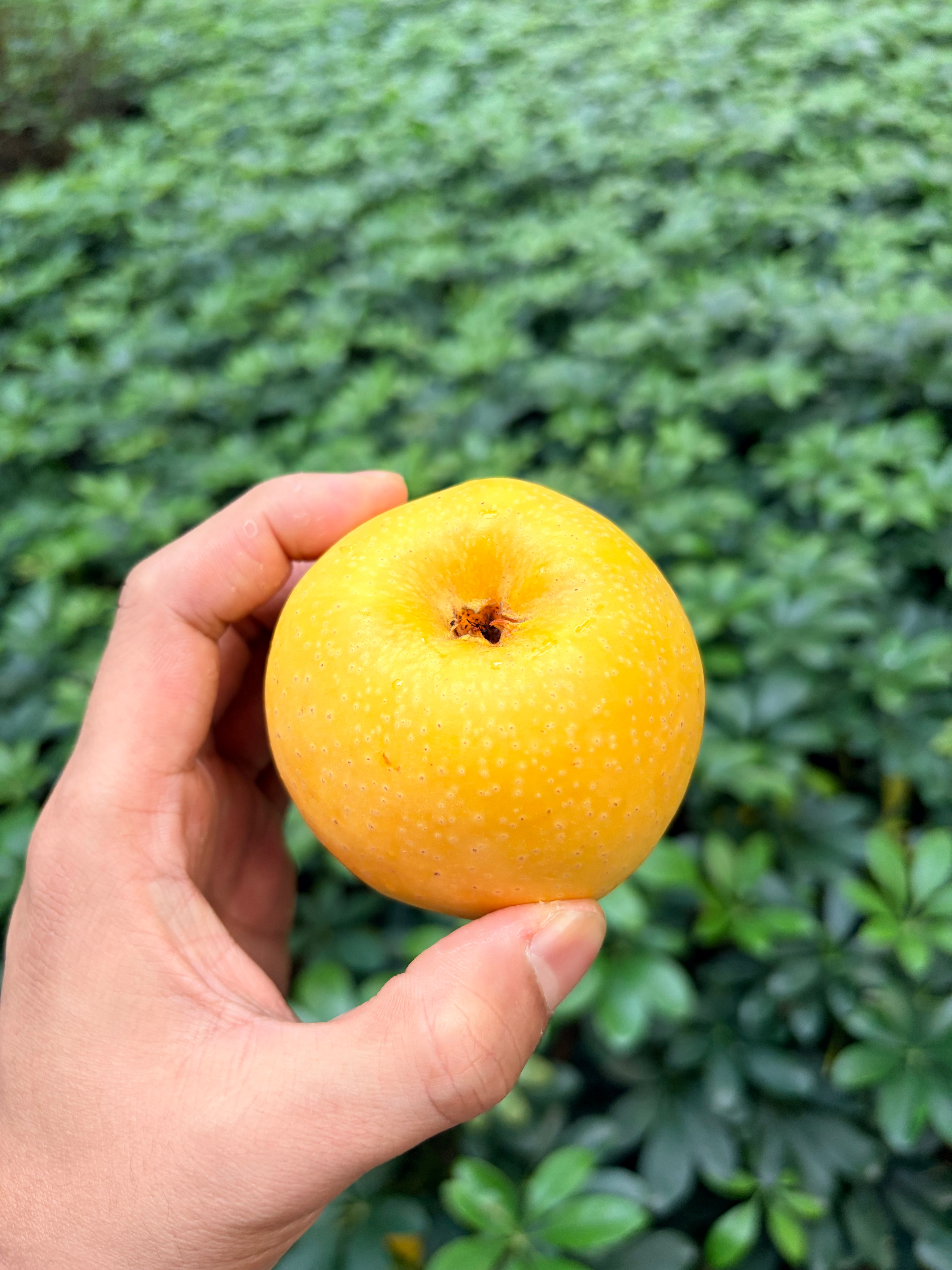 今天的早餐，补充维生素