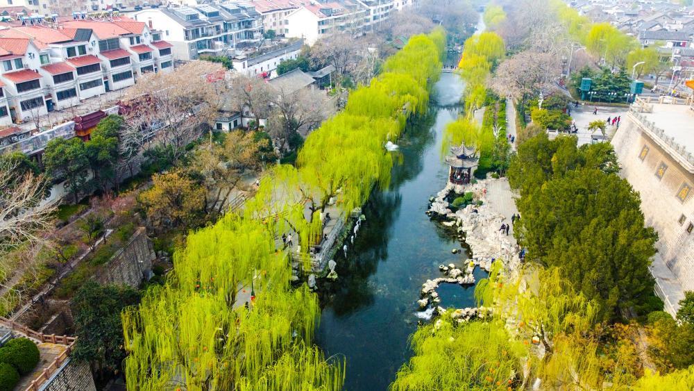 3月15日，经过前一日绵绵春雨的持续滋润，环城公园护城河两岸仿佛一夜之间被唤醒，