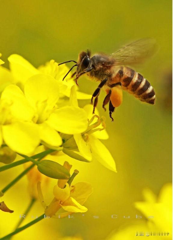 蜜蜂真的是勤劳界的代表。春天百花盛开时，它们就开启忙碌模式，飞过山冈、小溪、原野