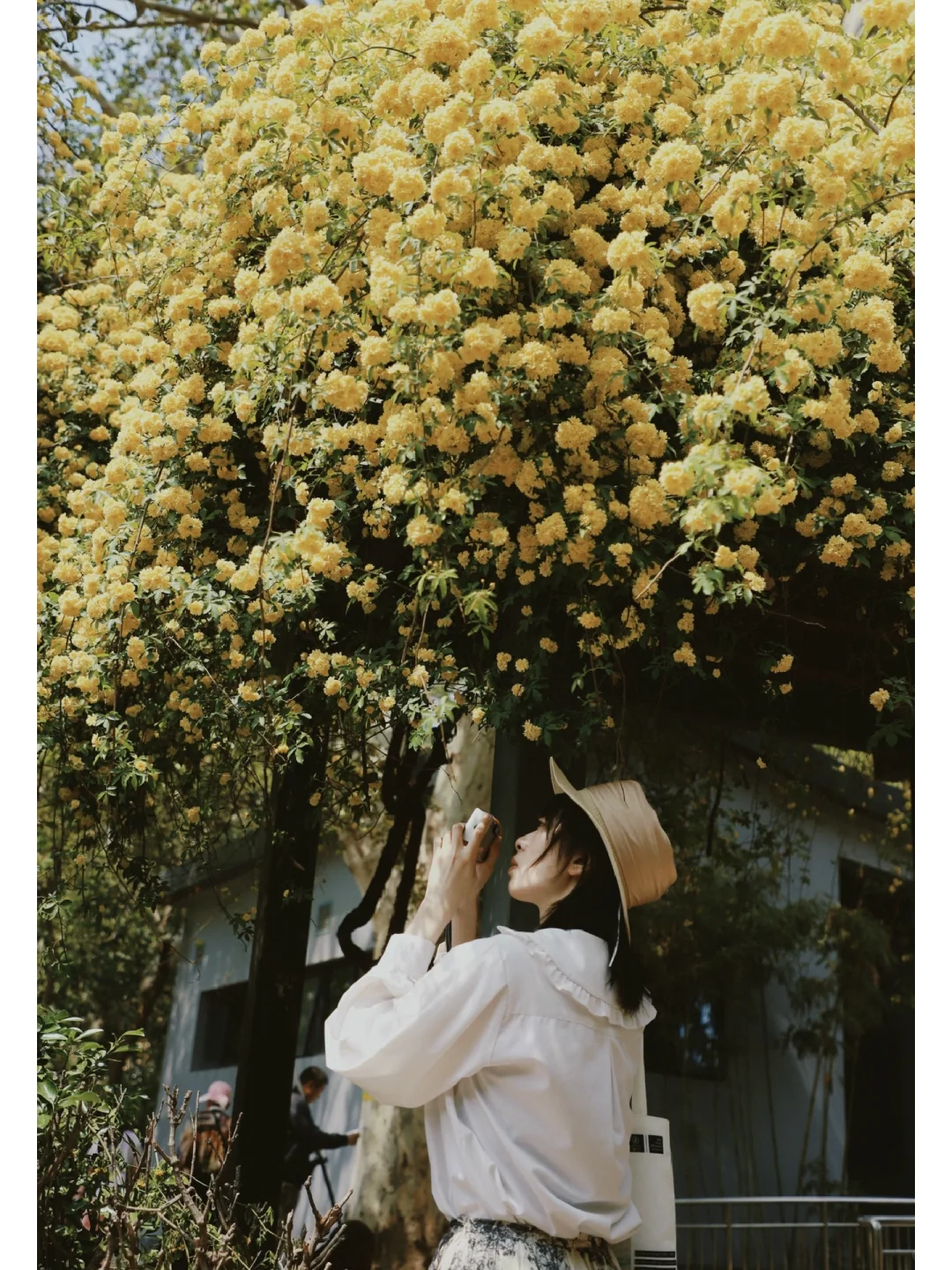 黄木香花瀑的春天📸郑州碧沙岗公园的浪漫