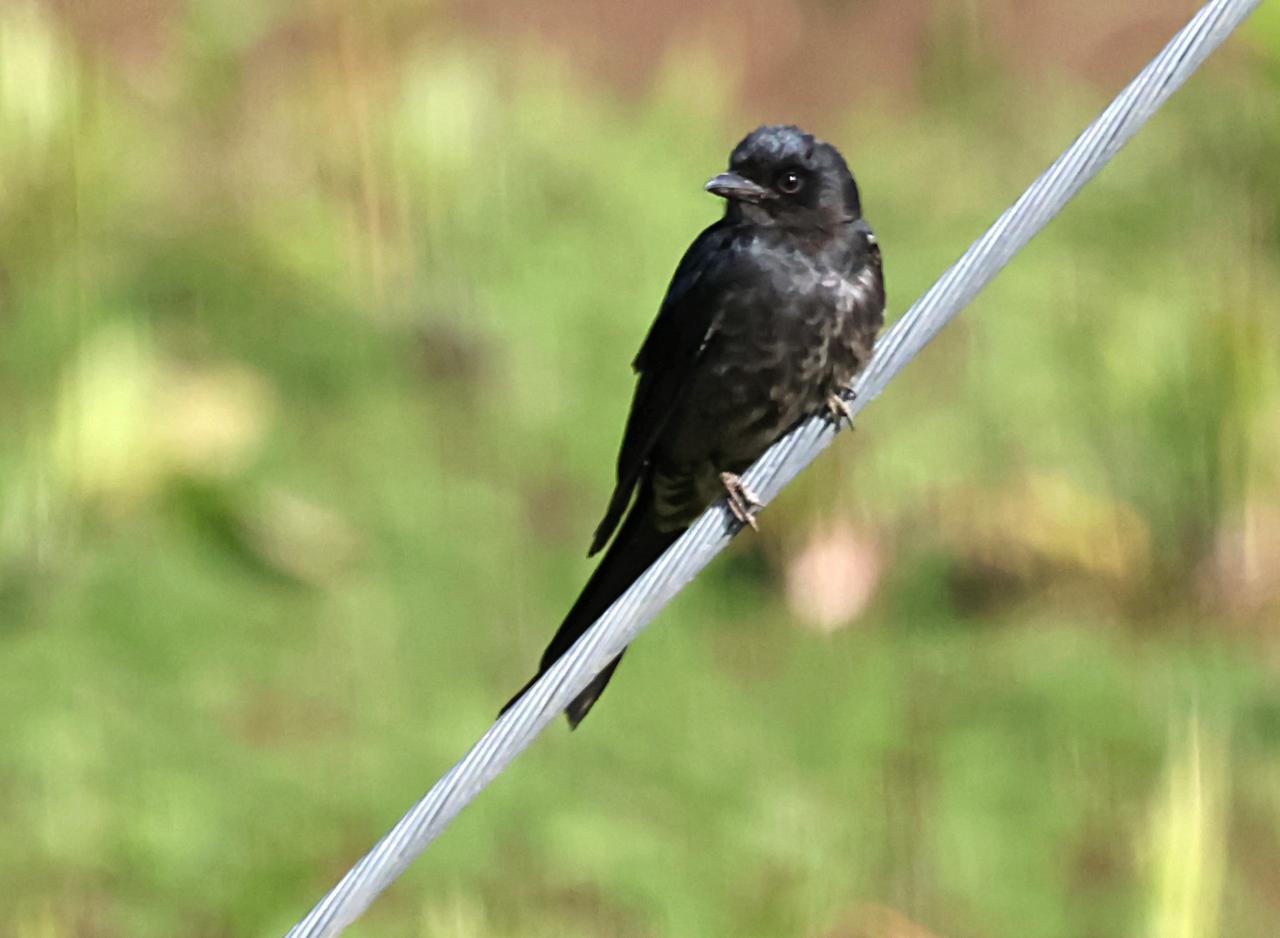 荷塘里的黑卷尾！
在冬日的一片荷塘里，远远拍到了黑卷尾，而且还有它的飞板！鸟类摄